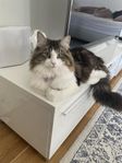 katt 
