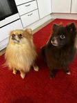 Pomeranian tik & hane till salu – födda oktober 2023