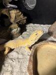 Leopardgeckos
