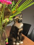 Snällaste och finaste lilla inomhus katt