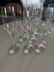 Orrefors Merlot champagneglas ( 33cl)