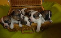 SKK Reg Jack Russell Terrier Valpar