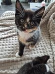 kattungar 
