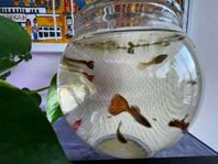 Guppys