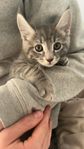 kattungar maincoone/bondkatt