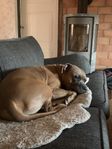 xl bullie/amstaff kille 