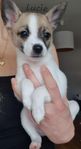 valpar chihuahua/pappilon 