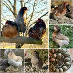 Avelsägg rumplös Araucana 