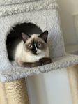 katt
