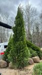 Thuja Smaragd