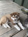Alaskan Malamute/Siberian Husky valpar 