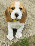 Beagle valpar