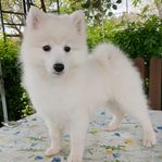 Japansk spets valpar