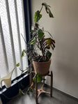 Växt Monstera + kruka 