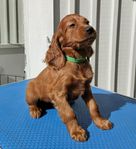 3 st irländska setter tikar