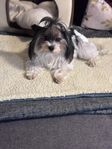 Biwer terrier 