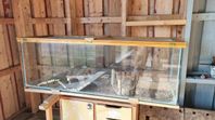 Stor glasbur till gerbiler