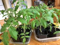 tomatplantor