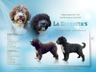 Perro de Agua Espanol - Spansk Vattenhund 
