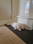 Kastrerad Teddy Dvärgvädur 