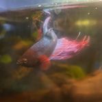 Fiskar + Växter för akvarium