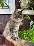Maincoon tjej med stamtavla redo att flytta! 