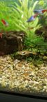 Endler guppy (poecilia wingei)
