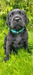 Labrador