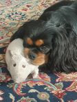 Cavalier king charles spaniel 