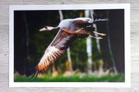 Fotokonst 3st nya Tranbilder 329×483 mm från pro-art