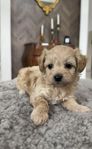 Maltipoo valpar 
