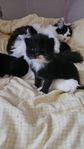 Kattunge ( Hona)