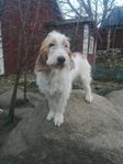 Grand basset griffon vendéen