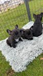 Fransk bulldog valpar 