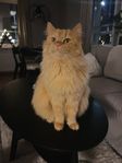 Honkatt