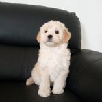 maltipoo leveransklara valpar.