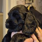 Cockerspaniel