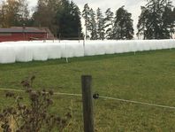 Hösilage