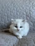 Ragdoll kattungar 
