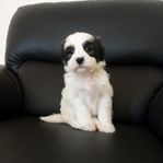 maltese/ havanais levereras klara valpar.
