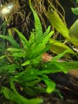 Microsorum pteropus 