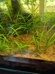 Sagittaria subulata