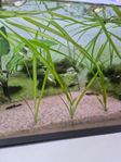 Vallisneria spiralis tiger 