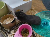 Guldhamster hona 