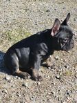 Fransk bulldog valpar