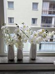 Vita snittblommor (orkidéer) från Newport