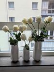 Vita snittblommor (rosor) från Newport