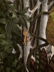 ögonfransgecko med terrarium.