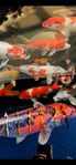 japansk koi  /karp
