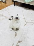 Ragdoll Kattungar 